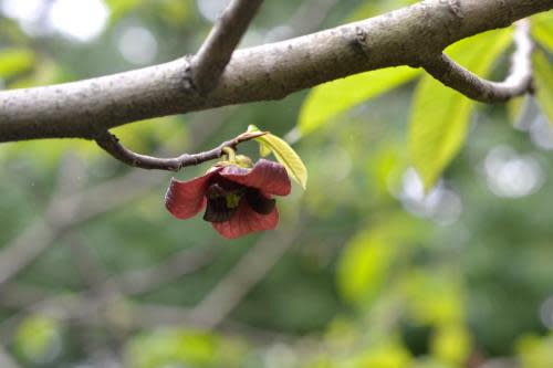 Pawpaw (Asimina triloba)