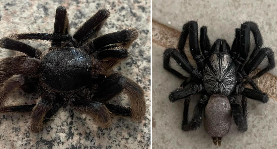 Queensland resident Jessika has had a number of large spiders visit her home in recent months. Source: Supplied
