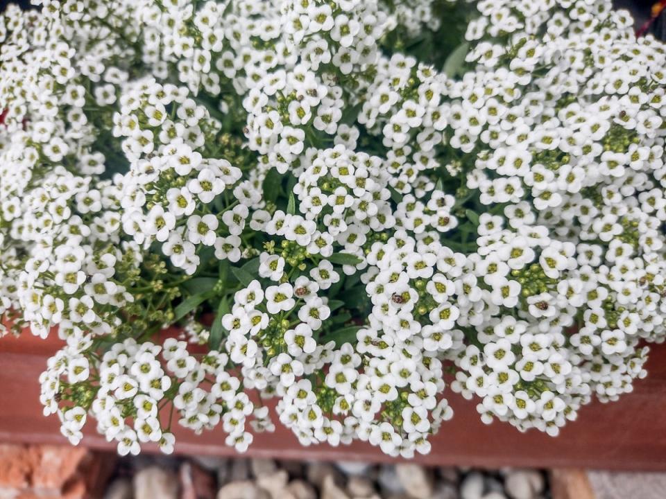 Bunches of white sweet alyssum flowers in a raised planter.