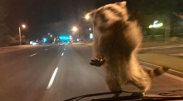 A raccoon has jumped onto a moving police van and hitched a ride. Photo: Facebook/ Colorado Springs Police Department