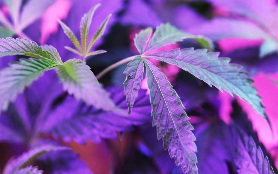 Nine month old indica hybrid plants glow beneath grow lights on display at The Artist Tree. Photographed Wednesday, July 6, 2022 in Fresno.