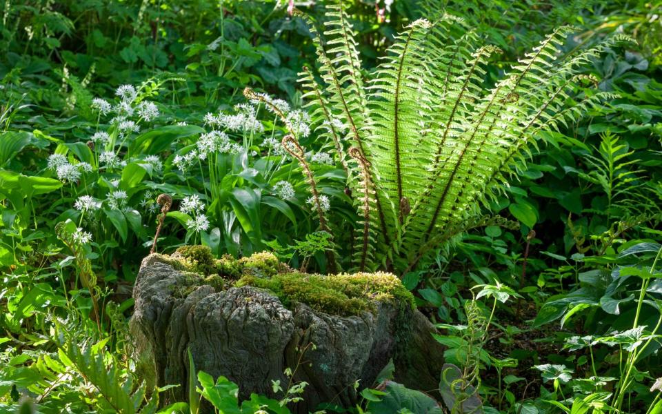 Dryopteris wallichiana ‘Jurassic Gold’ - GAP Photos/Jonathan Buckley