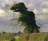 A Norfolk walker snapped this tree which has been turning heads because it looks exactly like a T-Rex. The tree, which is covered in winter ivy, is shaped like a pre-historic dinosaur, complete with eyes, mouth and a spiky back.