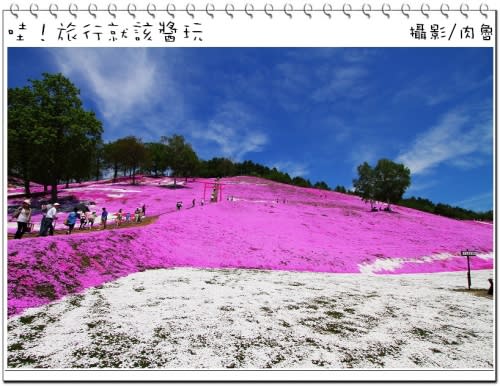 東藻琴芝櫻公園怒放超級滿開 撲天蓋地席捲而來的粉紅浪漫櫻花雪 一生一定要來朝聖一次的日本秘境