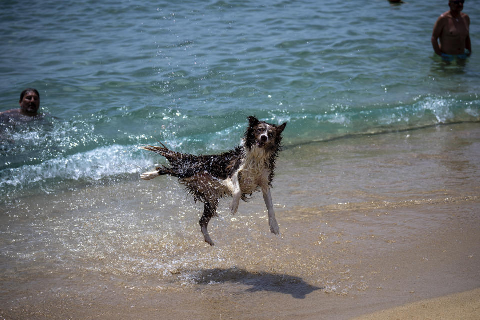 A dog jumps on a beach in Barcelona, Spain, Monday, July 17, 2023. Spain's Aemet weather agency said a heatwave starting Monday "will affect a large part of the countries bordering the Mediterranean" with temperatures in some southern areas of Spain exceeding 42-44 ºC. (AP Photo/Emilio Morenatti)