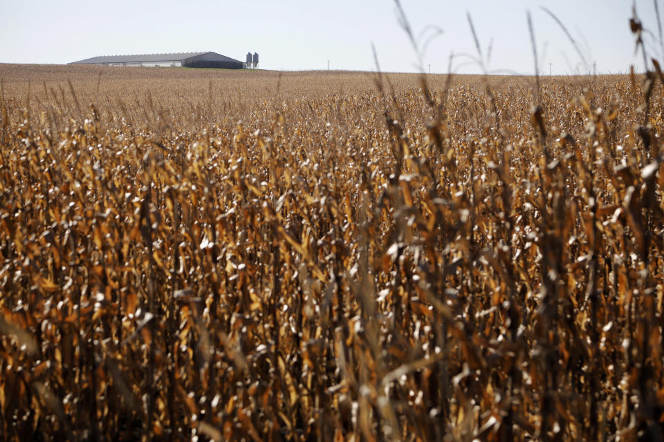 In this Nov. 1, 2018, photo, a concentrated animal feeding operation, or CAFO, is seen near the Gordon Garrison farm, in Estherville, Iowa. Garrison sued a nearby operation with 4,400 hogs, contending manure from its croplands fouls a creek that runs through his property and feeds the Des Moines River. (AP Photo/Charlie Neibergall)