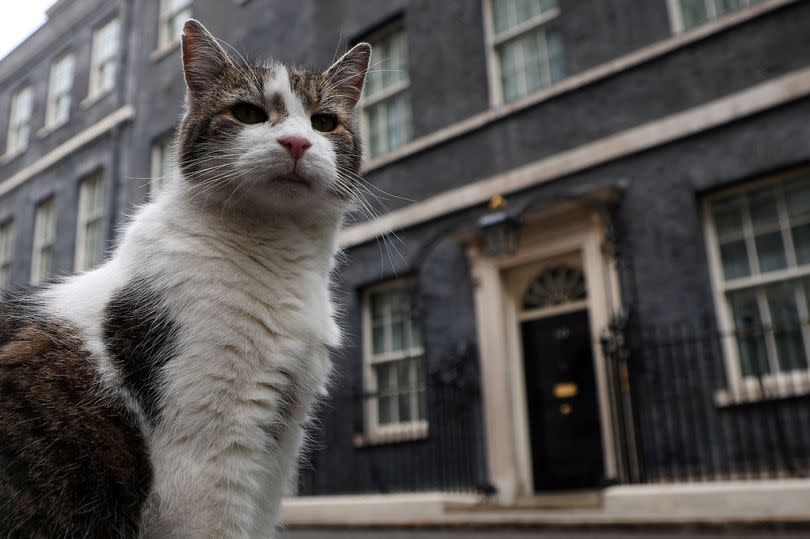 Larry the Cat outside number 10
