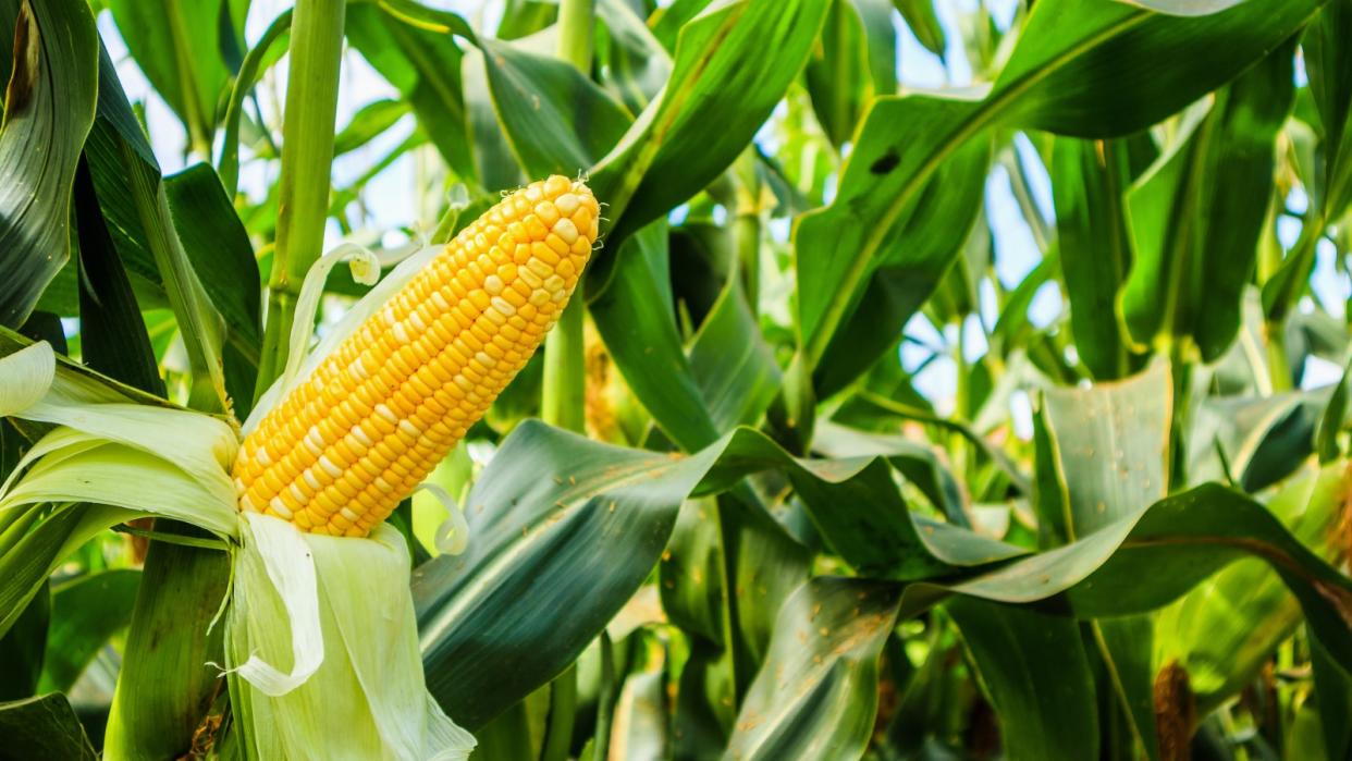  Cob of corn on a plant 