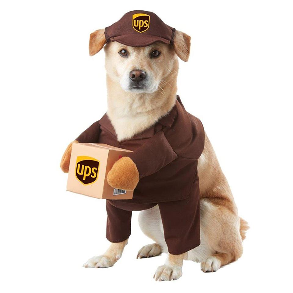 Dog wearing a California Costumes Pet UPS Pal Dog Costume Costume on a white background