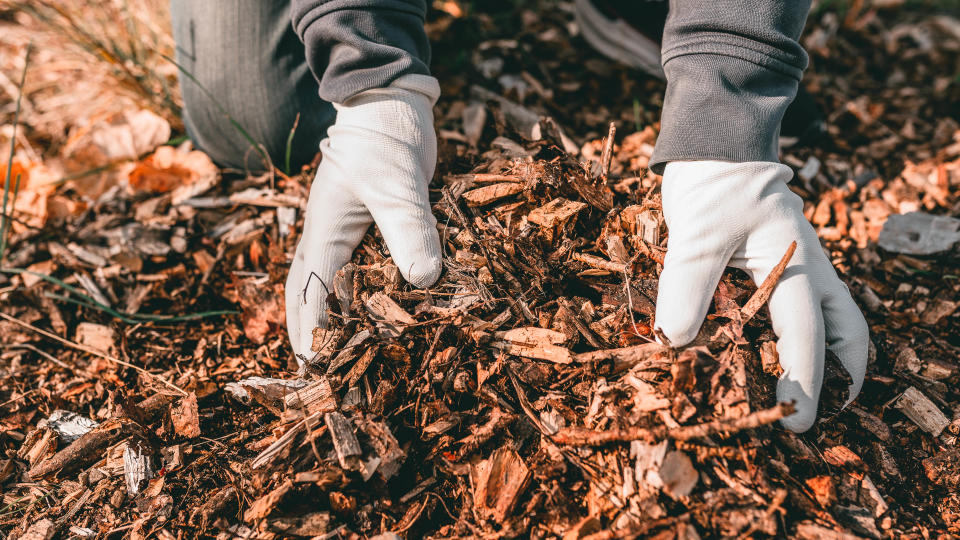 Gloved hands picking up mulch