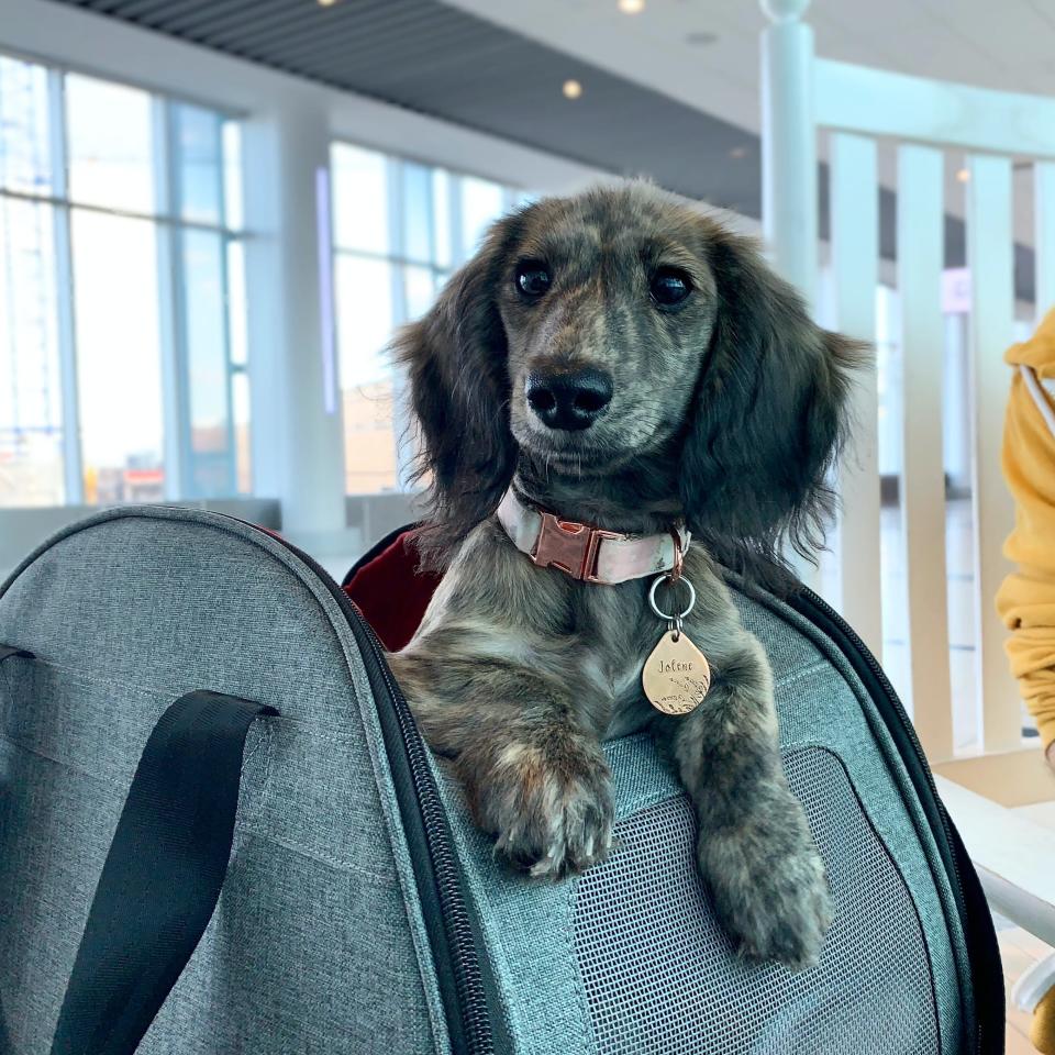 Emily Padgett said she pays about $120 each way to bring her dog, Jolene, on a flight.