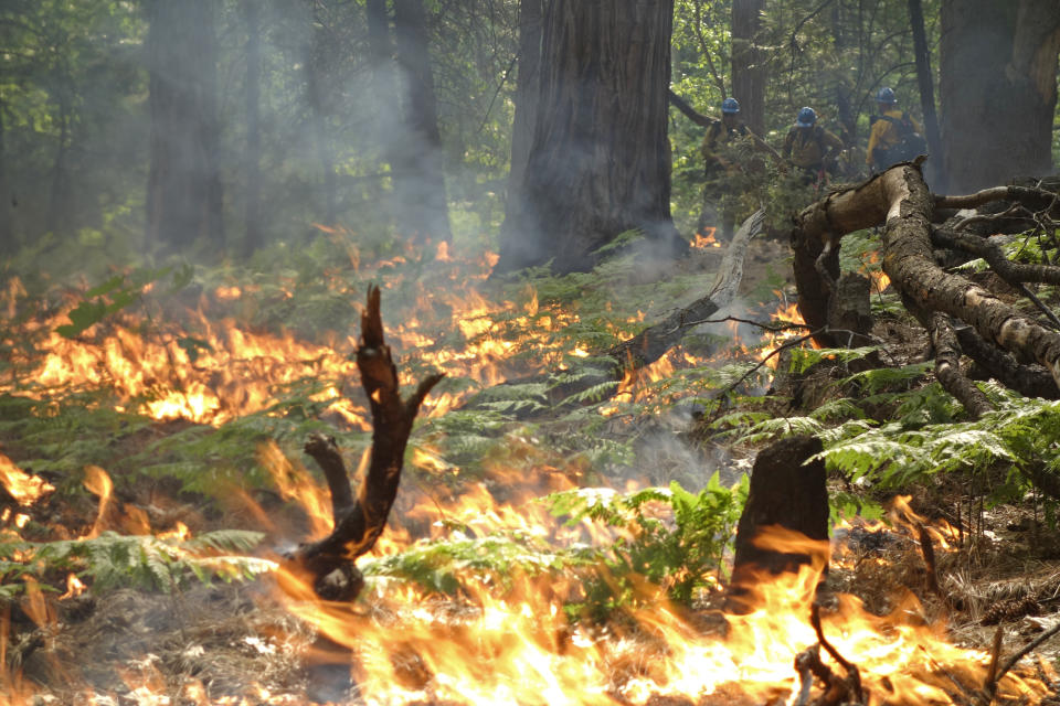 In this June 11, 2019 firefighters keep an eye on a prescribed burn in Kings Canyon National Park, Calif. The prescribed burn, a low-intensity, closely managed fire, was intended to clear out undergrowth and protect the heart of Kings Canyon National Park from a future threatening wildfire. The tactic is considered one of the best ways to prevent the kind of catastrophic destruction that has become common, but its use falls woefully short of goals in the West. (AP Photo/Brian Melley)