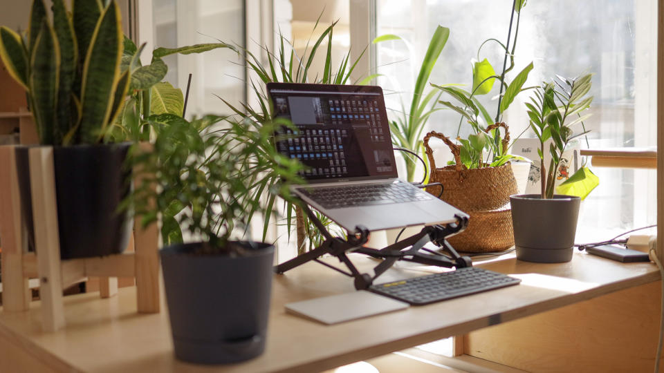 TOP TIPS FOR BUYING PLANTS ONLINE