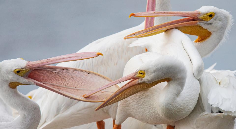 American white pelicans briefly squabble for a place on a floating dock at the Getaway Marina on Fort Myers Beach onTuesday, Nov. 28, 2023. The winter residents are back for the winter season after making a long flight from northern states.