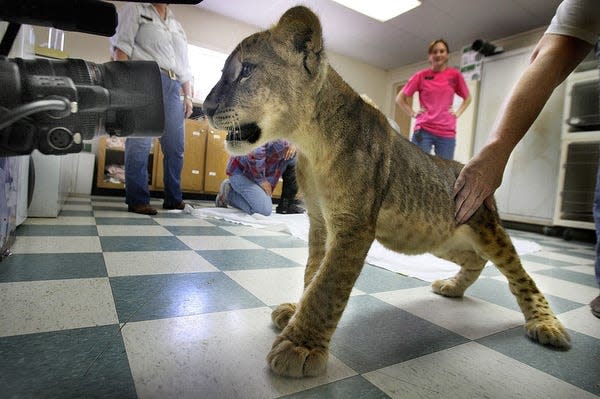 Aesa, a lion cub at the Texas Zoo stares into the lens of a videographer, Wednesday May 12, 2010, in Victoria, Texas. (AP Photo/ Victoria Advocate, Frank Tilley)