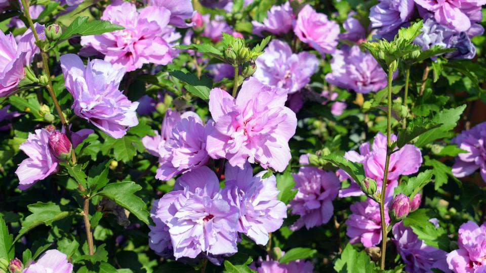 fall flowers rose of sharon