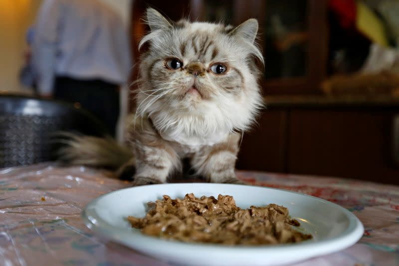 FILE PHOTO: A cat eats in a home in Amman