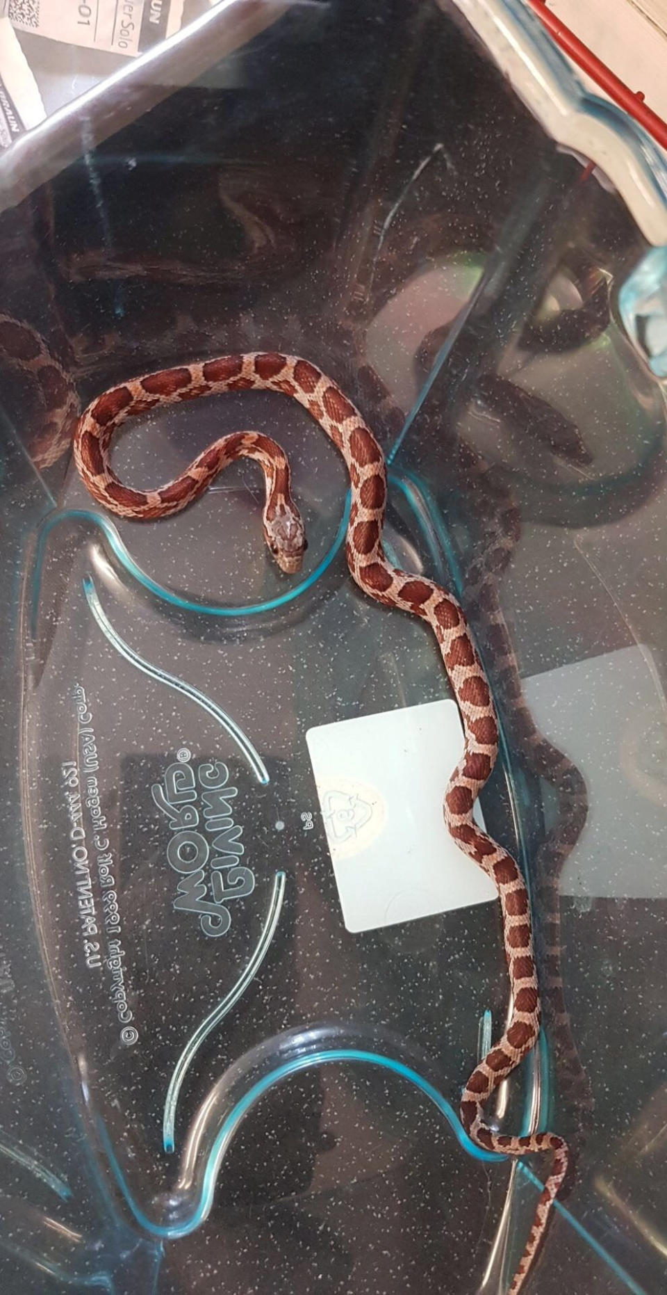 A baby corn snake was found by a member of staff in a takeaway tub in a McDonald's in Middlesborough in July.