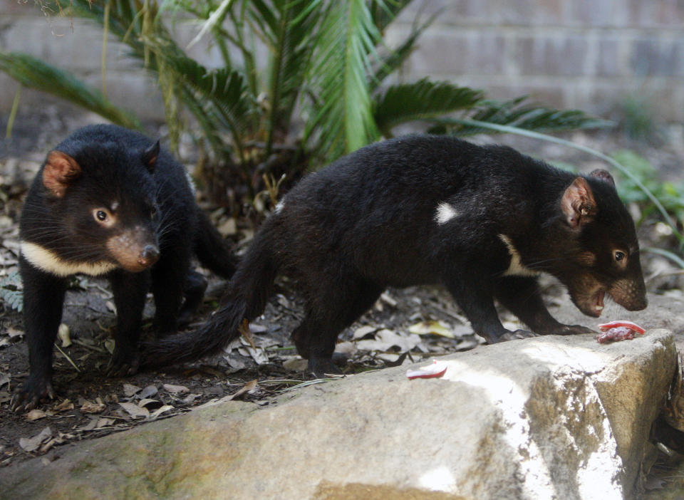 FILE - In this Jan. 13, 2009, file photo Tasmanian devil cubs search for food during a feeding session in their enclosure at Sydney's Taronga Zoo. Tasmanian devils, the carnivorous marsupials whose feisty, frenzied eating habits won the animals cartoon fame, have returned to mainland Australia for the first time in some 3,000 years. Conservation groups have recently released some cancer-free devils in a wildlife refuge on the mainland, and they plan to release more in the coming years. Their hope is that the species will thrive and improve the biodiversity. (AP Photo/Mark Baker, File)