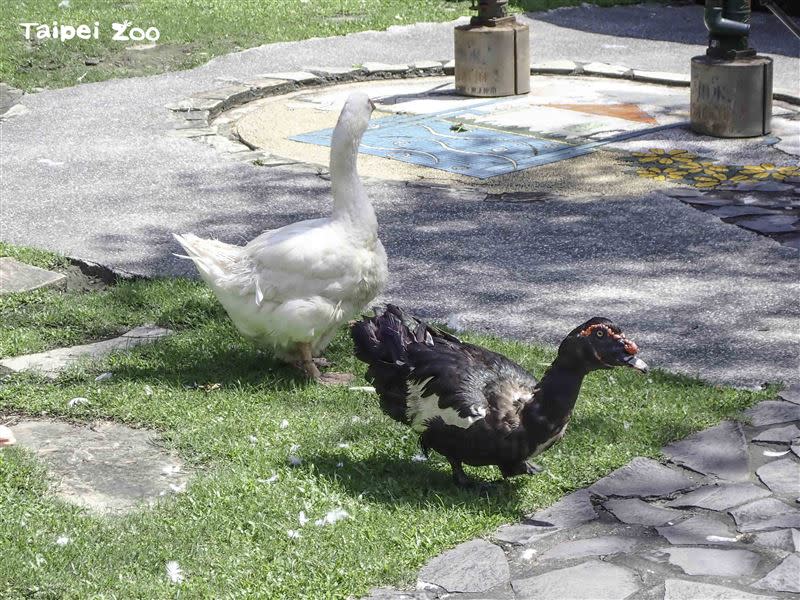 不下水「二鳥組」。（圖／台北市立動物園提供）