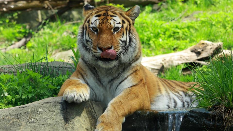 A tiger at the zoo