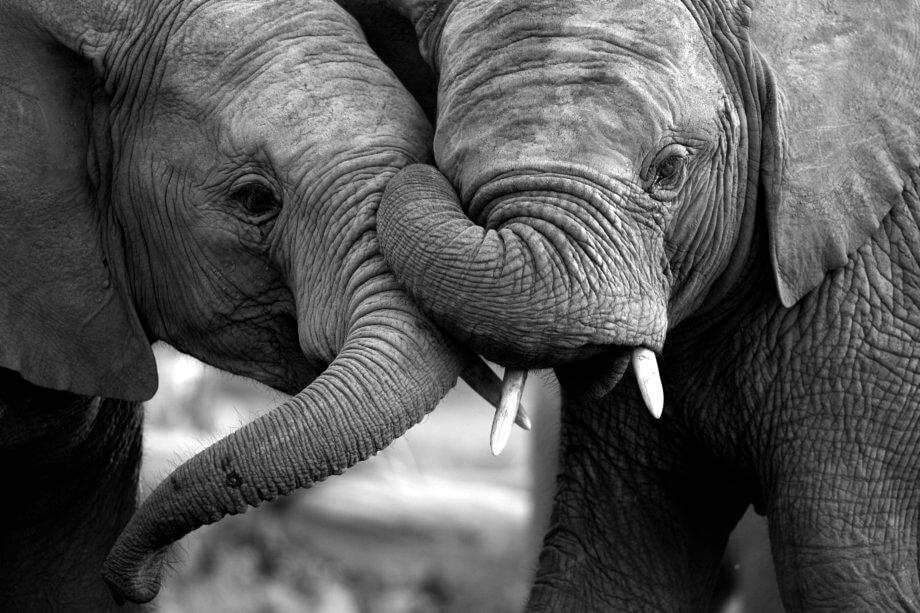 Zwei elefanten