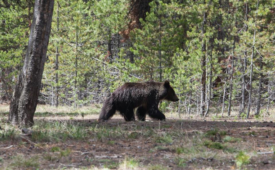A juvenile grizzly bear wanders the grounds near the Fishing Village Visitor Center in Wyoming's Yellowstone National Park. (Photo: St. Louis Post-Dispatch via Getty Images)