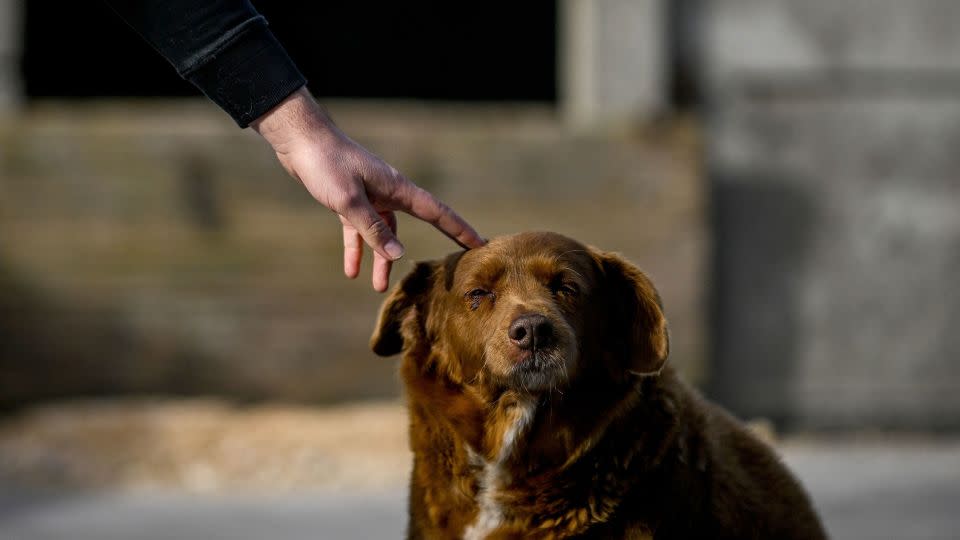 Bobi was declared the oldest ever dog in February. - Patricia de Melo Moreira/AFP/Getty Images