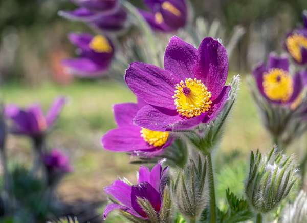 Pasque Flower (Pulsatilla vulgaris)