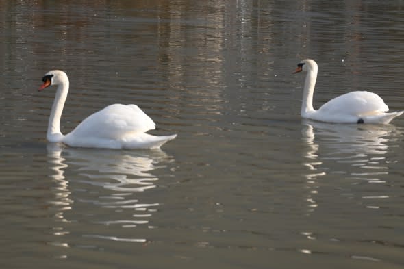 man-beheading-swans-kent-police-search