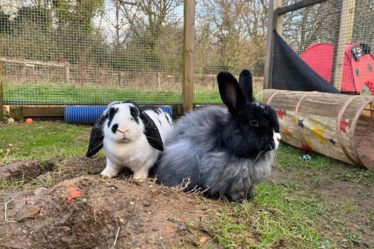 Rabbits Dougie and Dora. Pictures by Chloe Woodhouse <i>(Image: RSPCA IW)</i>