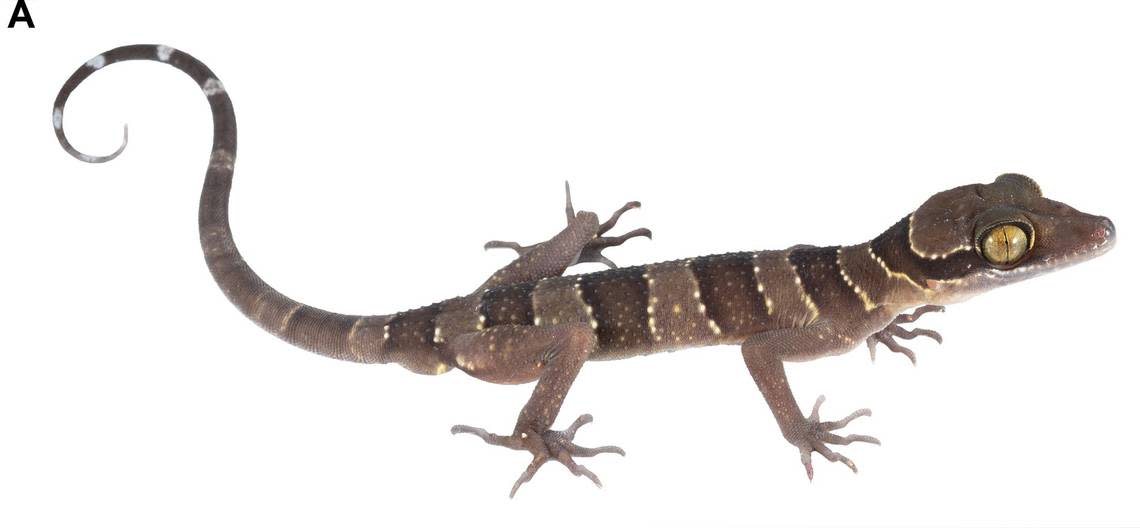 A close-up photo shows a Cyrtodactylus sungaiupe, or Thung Wa bent-toed gecko.