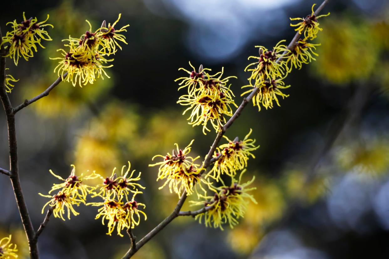 winter flowers witch hazel