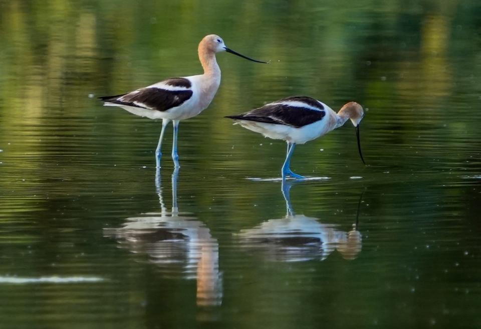 American avocets look for fish at the Gilbert Riparian Preserve at Water Ranch on June 26, 2022, in Gilbert.