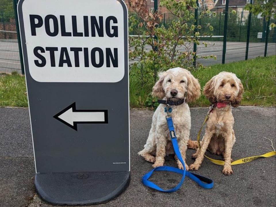 Cockapoos Harvey and Luna outside a polling station in Bracknell, Berkshire, while owner Darren Nisbett voted on Thursday (PA)