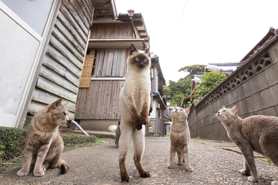 Cats play outside, with one cat standing on its hind legs.