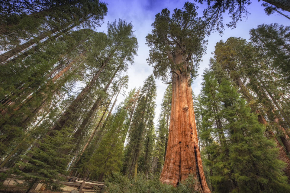 TREES ARE BREATHING GIANTS