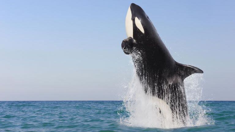 El salto de una orca