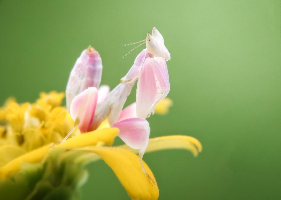 2) Orchid Mantis