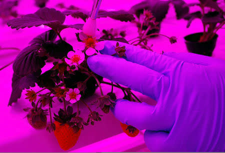 An employee pollinates a strawberry plant at Sustenir Agriculture's indoor farm in Singapore May 24, 2019. REUTERS/Edgar Su