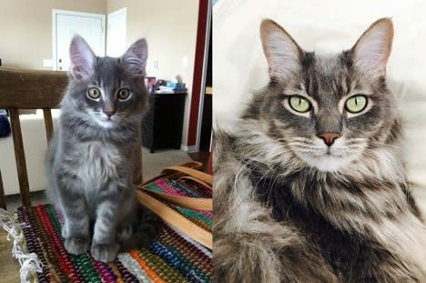 a young long-haired kitten; the kitten grown up