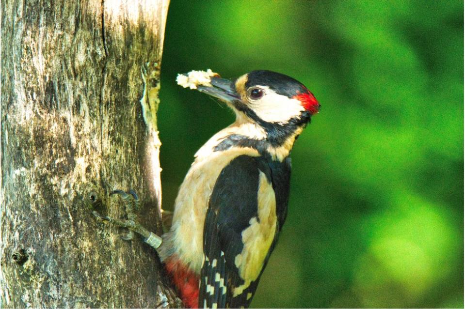 A woodpecker pecks at a tree trunk