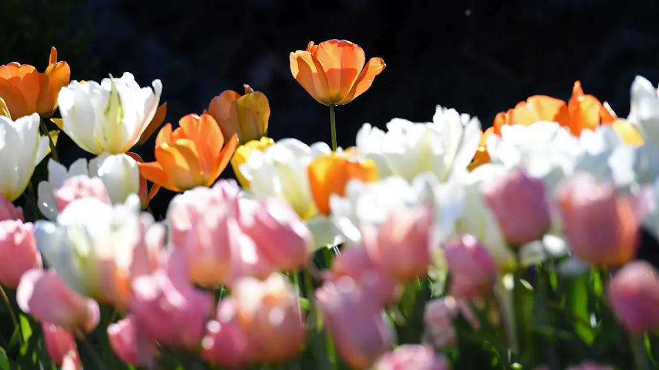 An array of colorful tulips