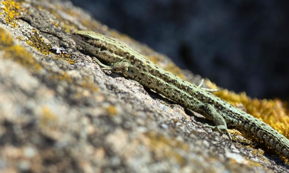 A common lizard is seen at the Muir of Dinnet nature reserve.