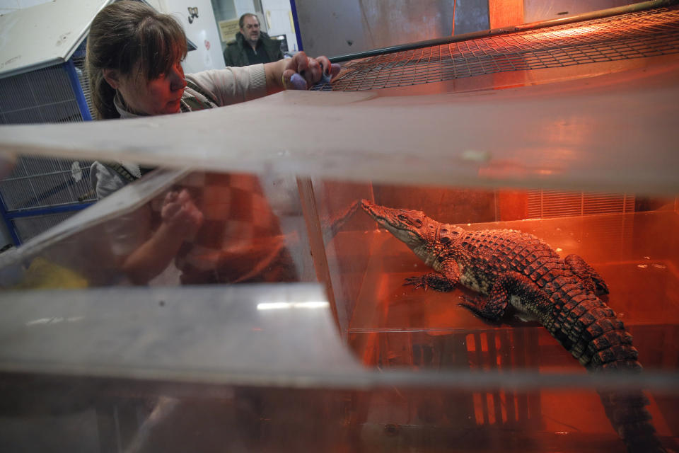 In this Wednesday, March 6, 2019 photo, veterinarian Natalya Bondarenko feeds crocodile Gena in the Veles rehabilitation shelter for wild animals in Rappolovo village outside St. Petersburg, Russia. Some 200 wild animals are receiving care at the Veles Center, an out-of-the-way operation regarded as Russia's premier facility for rehabilitating creatures that were abandoned or fell victim to human callousness. (AP Photo/Dmitri Lovetsky)