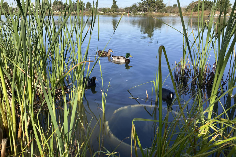 Ducks swim in a lake at Earvin "Magic" Johnson Park in Willowbrook, Calif., on Wednesday, Jan. 18, 2023. The lake is part of a system designed to filter and recycle stormwater runoff for the lake and irrigation and prevent it from washing out to sea. (AP Photo/Brian Melley)