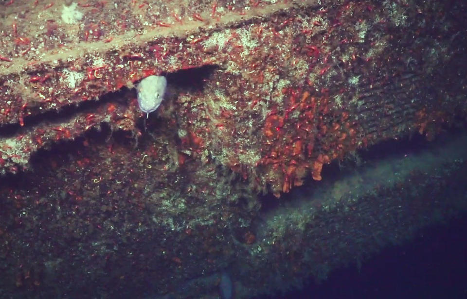 A fish hides within the wreck of the HMS Thistle. / Credit: MAREANO / Institute of Marine Research