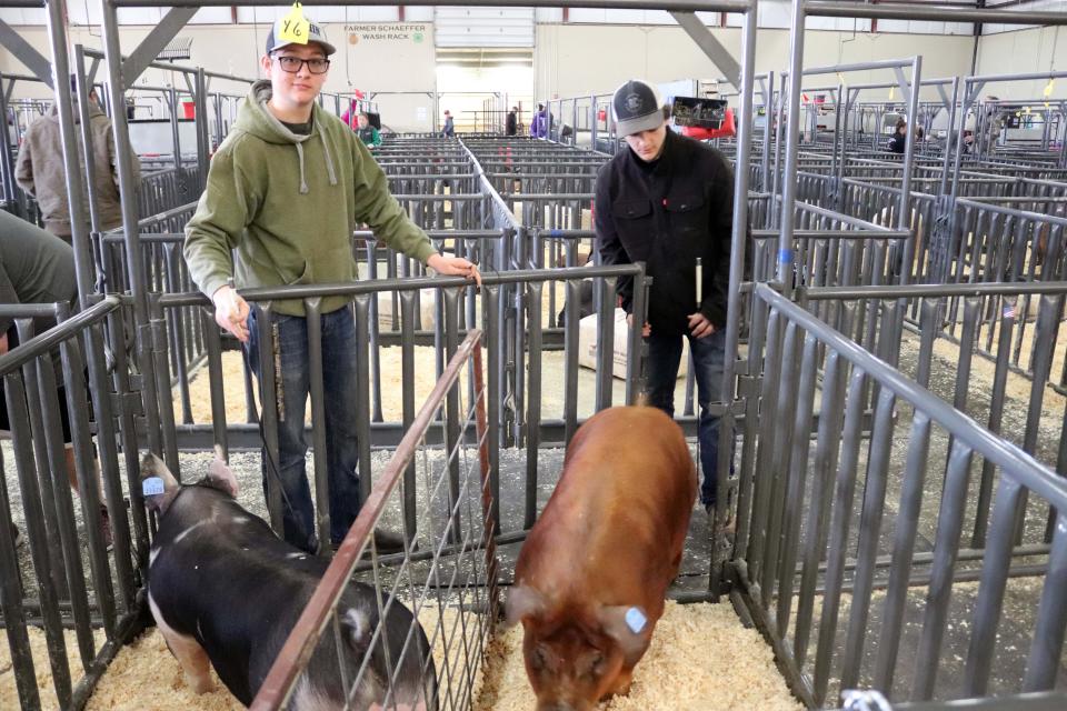 Ethan Chism, 17, from Caprock High School, and 15-year-old Tommy Thompson from Bowie Middle School guide a couple pigs to their pen for the pig judging part of the Randall County Junior Livestock Show at the Happy State Bank Event Center in this file photo.
