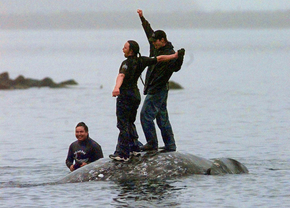 FILE - In this May 17, 1999, file photo, two Makah Indian whalers stand atop the carcass of a dead gray whale moments after helping tow it close to shore in the harbor at Neah Bay, Wash. Earlier in the day, Makah Indians hunted and killed the whale in their first successful hunt since voluntarily quitting whaling over 70 years earlier. Two decades after the Makah Indian tribe in the northwestern corner of Washington state conducted its last legal whale hunt from a hand-carved canoe, lawyers, government officials and animal rights activists will gather in a small hearing room in Seattle to determine whether the tribe will be allowed once again to harpoon gray whales as its people had done from time immemorial. (AP Photo/Elaine Thompson, File)