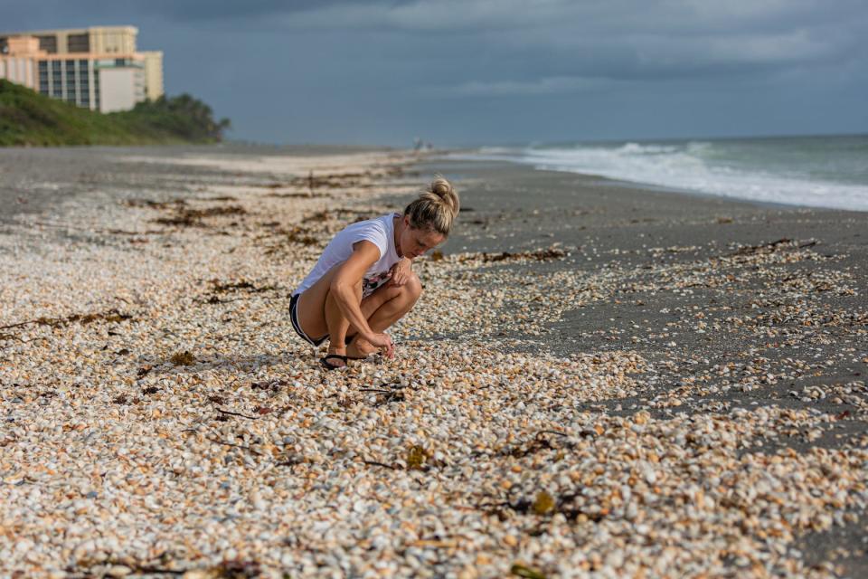 Kristen Moretti of West Palm Beach crouches amongst thousands of sea shells washed up on the beach at Carlin Park in Jupiter, looking for shark teeth, Monday, October 5, 2020. [JOSEPH FORZANO/palmbeachpost.com]